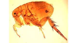 Scrub typhus: All about the mystery fever that has been gripping Indian states