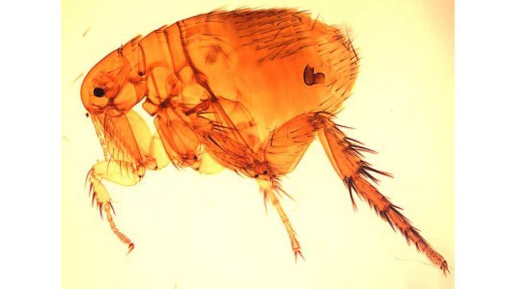 Scrub typhus: All about the mystery fever that has been gripping Indian states