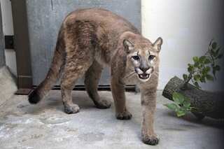 11-month-old female cougar kept as pet removed from New York apartment
