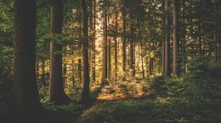Some forests are now emitting more carbon dioxide than Oxygen. Here is why