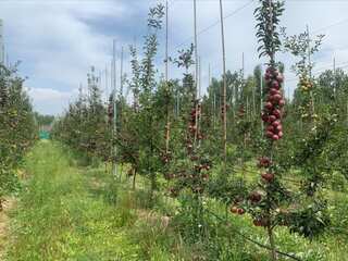 In Kashmir’s Budgam, brick kiln owners taking up apple cultivation thanks to govt’s new initiative