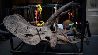 Skeleton of world's biggest triceratops goes on sale