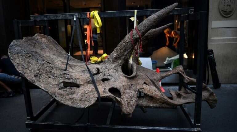 World's largest triceratops, 'Big John,' fetches nearly $8 million in auction