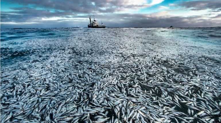 Slick of dead and dying herrings