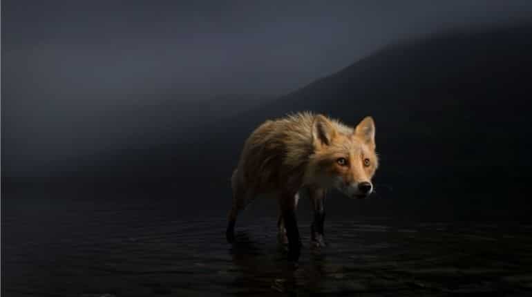 Fox searching for salmon