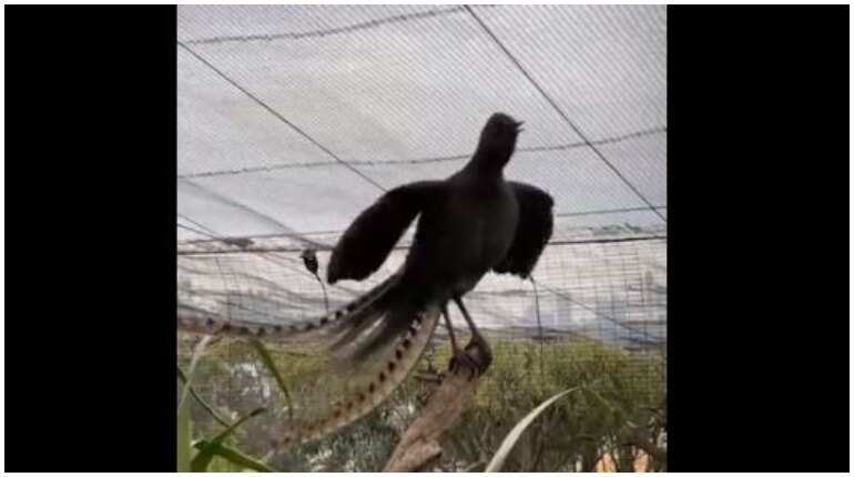 Watch: Bird in Australian zoo perfectly mimics crying baby