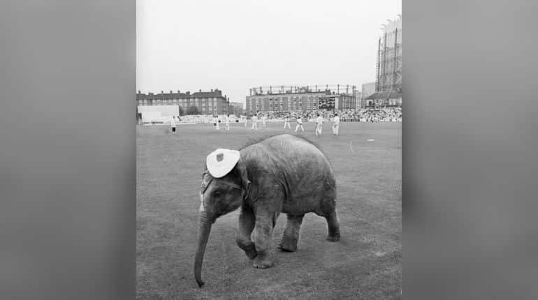 How a horse and an elephant helped India to first Test win in England