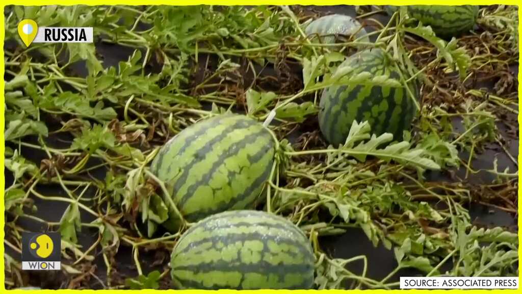 The secrets of a market gardener revealed