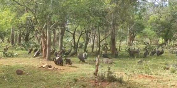 Flock of critically endangered vultures feed on deer carcass at Mudumalai Tiger Reserve