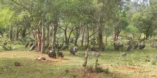 Flock of critically endangered vultures feed on deer carcass at Mudumalai Tiger Reserve