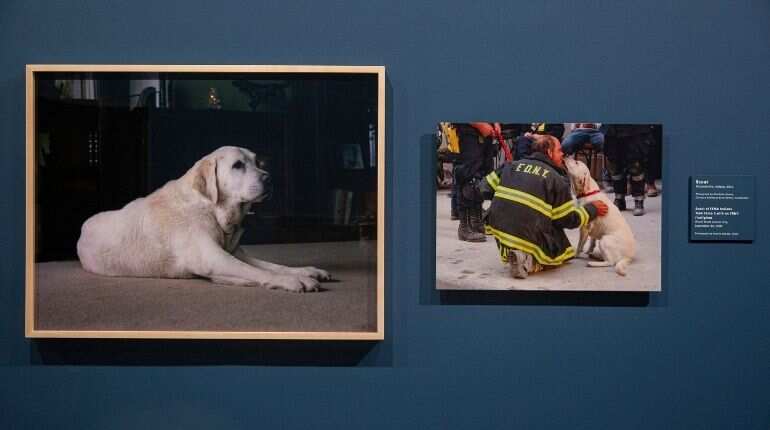 The dogs of 9/11: Their failed searches for life helped sustain it