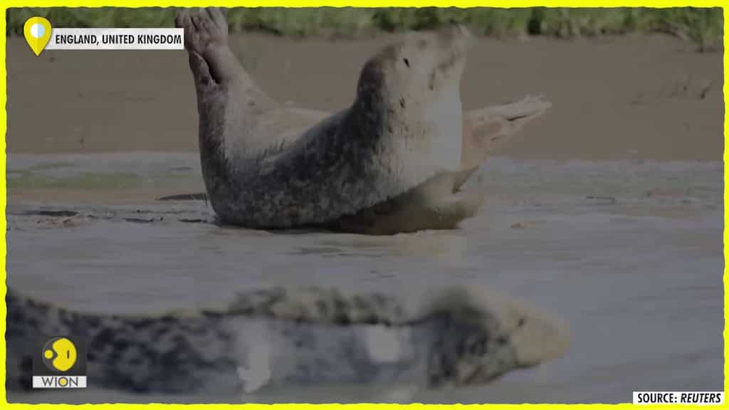 Thriving seal population dips in Britain's River Thames