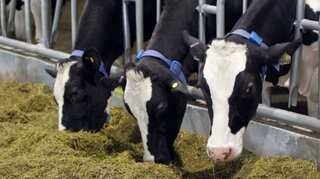 To reduce greenhouse gas emissions, scientists look to ‘potty-train’ cows