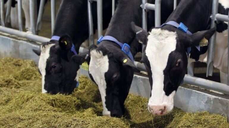To reduce greenhouse gas emissions, scientists look to ‘potty-train’ cows