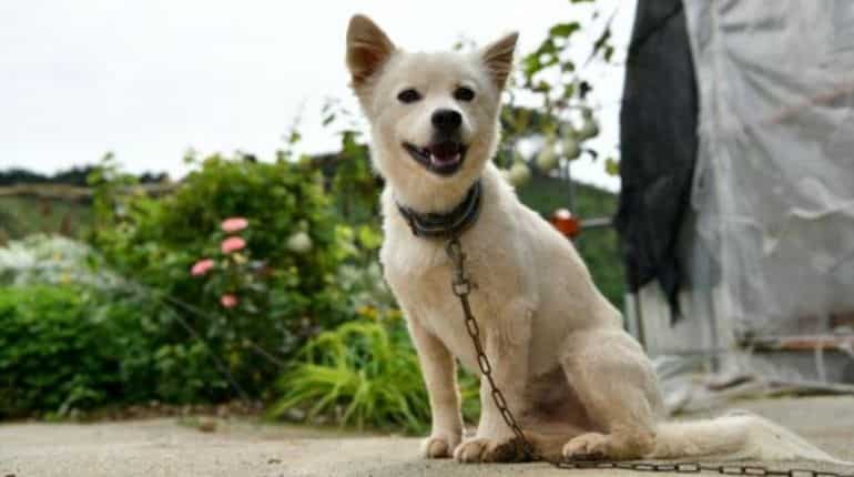 South Korea appoints dog as first honorary rescue dog for saving his owner's life South Korea appoints dog as first honorary rescue dog for saving his owner's life