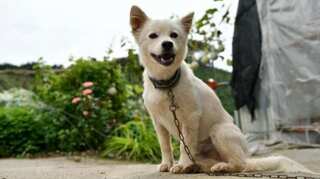 South Korea appoints dog as first honorary rescue dog for saving his owner's life