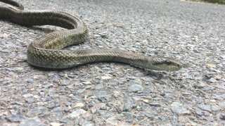 Scientists are using radioactive snakes to monitor fallout from Fukushima nuclear disaster