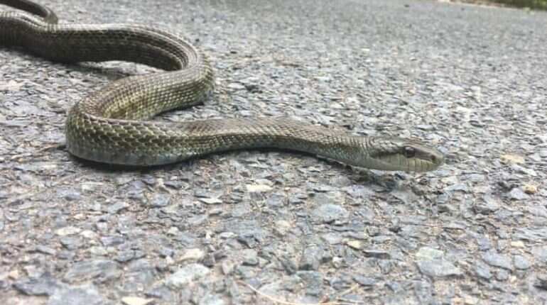 Foreign snakes are biting more people in the UK