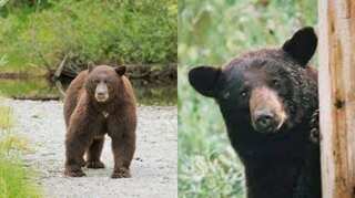 Female bear that killed Italian man gets stay on execution after animal rights groups intervene