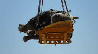 Research of upside-down rhino wins Ig Nobel Prize 2021