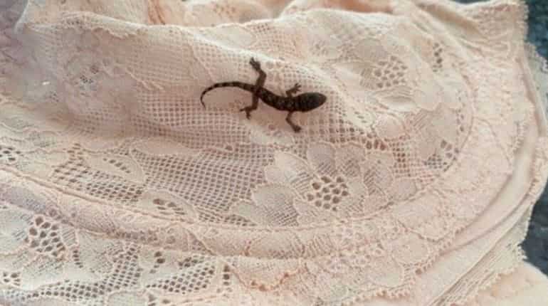 Wanderlust: Barbie, the tiny lizard, travels from Barbados to UK in woman's bra Wanderlust: Barbie, the tiny lizard, travels from Barbados to UK in woman's bra