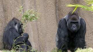 Now, COVID-19 spreads to gorillas at US zoo as 13 apes test positive
