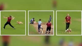 'Great fielding': An adorable dog invades cricket pitch, picks up the ball and starts running - Watch
