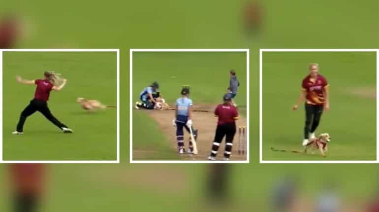 'Great fielding': An adorable dog invades cricket pitch, picks up the ball and starts running - Watch