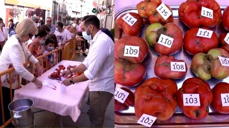 May 'ugliest tomato' win: Spain's unusual competition fills farmers with joy  