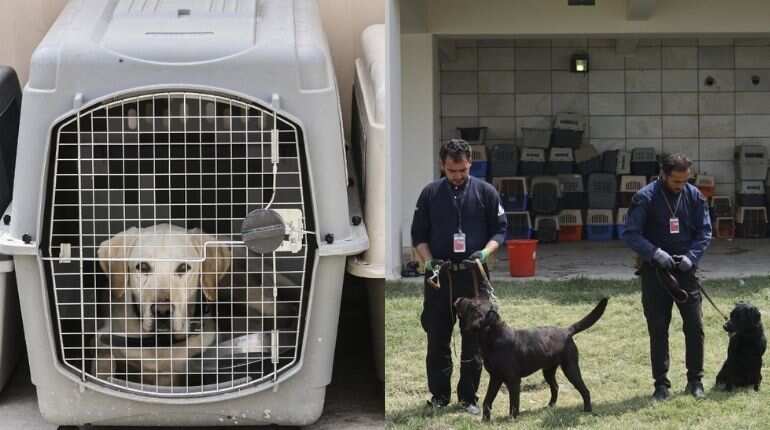 After missing on evacuation, Afghan ‘dogs of war’ finally find new abode After missing on evacuation, Afghan ‘dogs of war’ finally find new abode