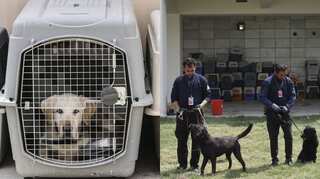 After missing on evacuation, Afghan ‘dogs of war’ finally find new abode