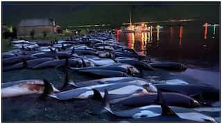 Slaughter of 1500 dolphins in Denmark sparks outrage