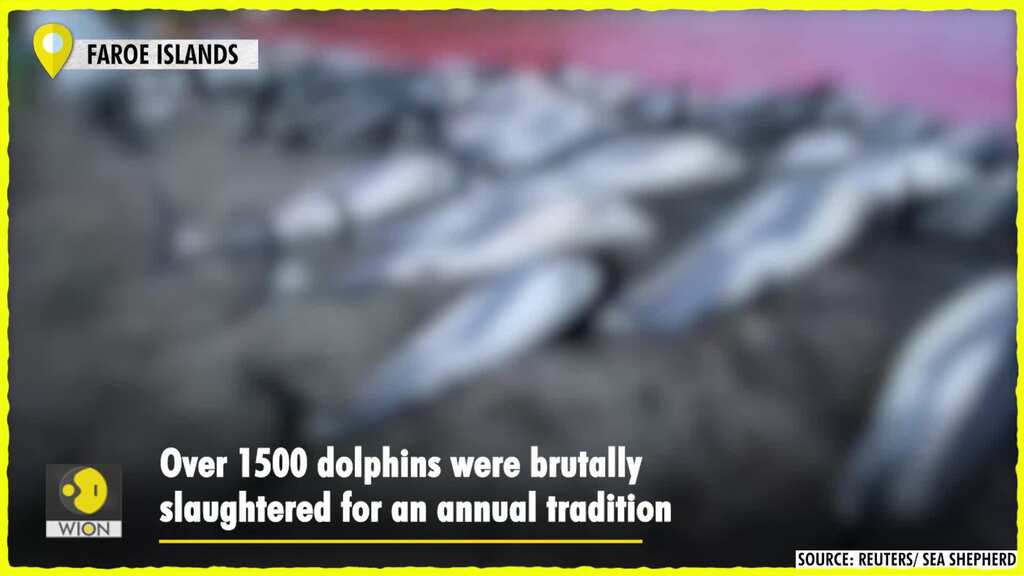1500 dolphins killed in largest massacre in Denmark