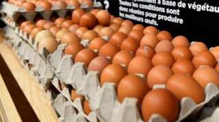 US citizens to pay more for organic eggs amid a trade dispute with India