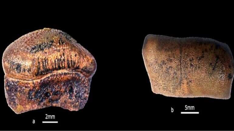 'Important milestone': New species of Jurassic-age Hybodont Shark discovered from Indian state Rajasthan