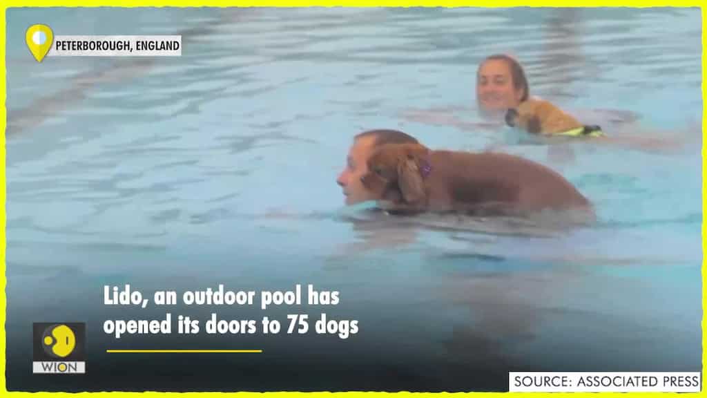 75 dogs take over pool for summer fun