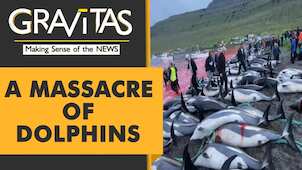 Gravitas: More than 1,400 dolphins killed in a record-breaking slaughter in Faroe Islands