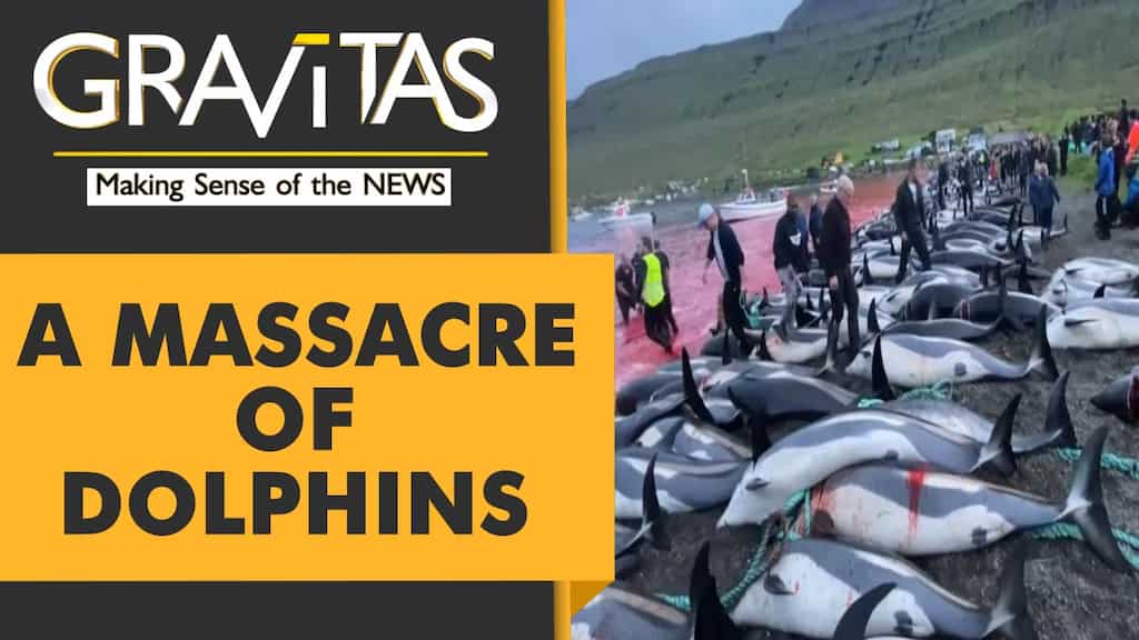 Gravitas: More than 1,400 dolphins killed in a record-breaking slaughter in Faroe Islands