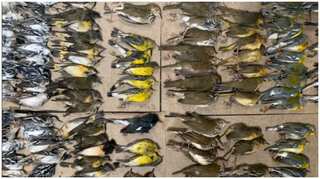 Hundreds of birds pictured dead after collision with NYC glass towers
