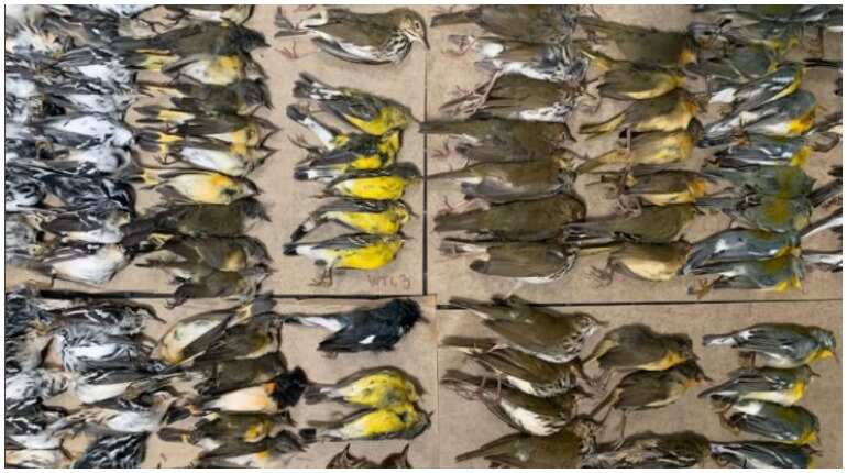Hundreds of birds pictured dead after collision with NYC glass towers
