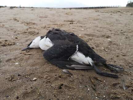 Thousands of seabirds found dead in northeast England and Scotland