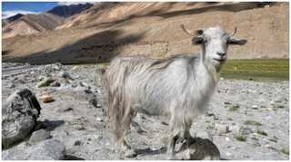 Mountain goat kills attacking grizzly bear with horns