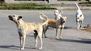 Peeved with their howling, sweetmeat seller poisons 20 stray dogs to death in India's Odisha state