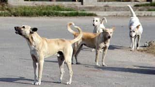 Peeved with their howling, sweetmeat seller poisons 20 stray dogs to death in India's Odisha state