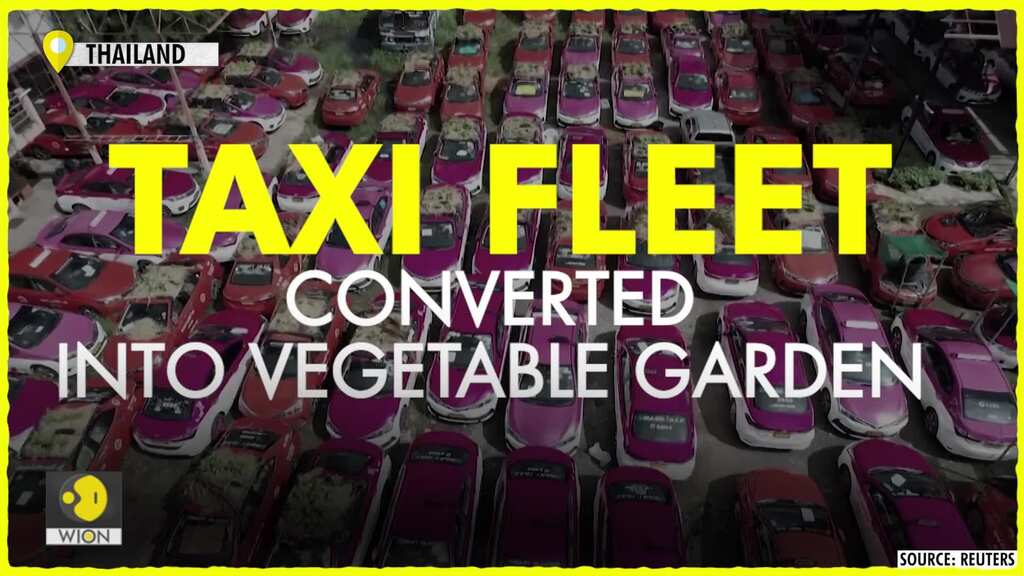 Out-of-work taxi garage converts into vegetable garden during COVID hardships