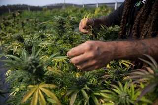 In Brazil, an NGO grows medical cannabis to help patients
