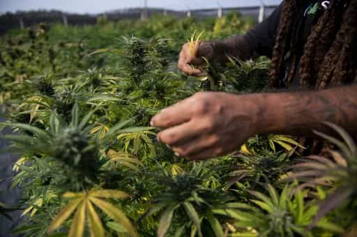 In Brazil, an NGO grows medical cannabis to help patients