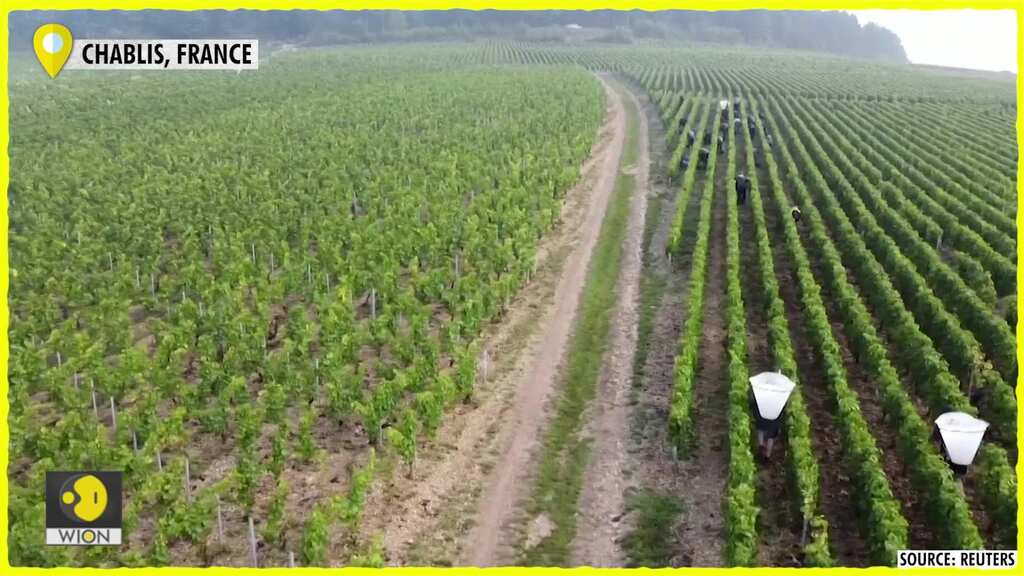 French wine producers using candles to save grand cru Chablis as frost ravages rest of vineyards