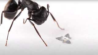 Winged microchip: US scientists create smallest-ever human-made flying structure