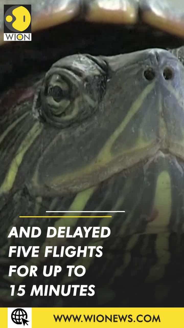 Turtle dawdles onto Japan runway, delays five flights